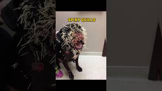 Animals That Look Cute But Can Kill You