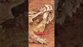 Nature's Mysteries: The Most Bizarre Creatures on Earth!