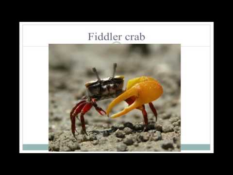 Deception and Dishonesty in Animals