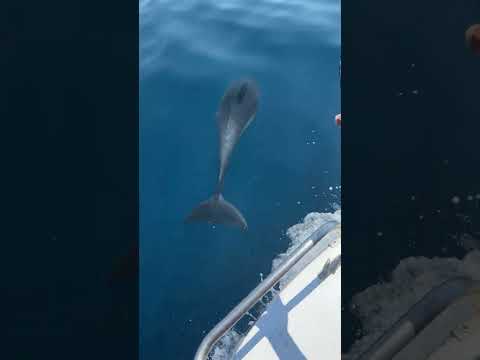 Magic Dolphin