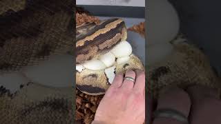 Huge clutch of Pied Ball Python eggs! #ballpythonmorphs #piedballpython #royalconstrictordesigns