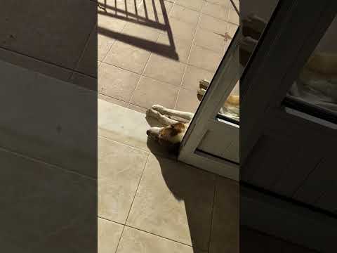 ΣΚΥΛΟΣ ΠΑΡΑΒΙΑΣΕ ΤΟ ΣΠΙΤΙ ΜΟΥ