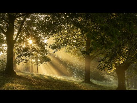 Inspirational Music | Forest | Morning Atmosphere
