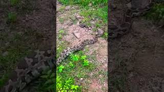 #nature #wildlife #snake #python #flowers #subscribe #like