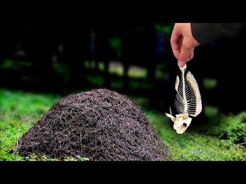 WHAT IF YOU LEAVE THE FISH ON A LARGE ANTHOP IN THE FOREST FOR 24 HOURS?