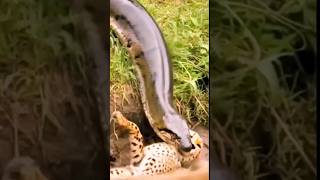 #brutal when eating its prey  #cheetah #python #shorts #videoanimal #wildlife #fyp #animals #wild