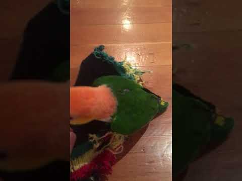 Bird vid
