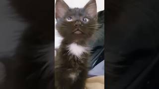 यह भी एक अलग ही भाषा है🤣🤣 #funnyshorts #trending #viralshort #funnycat  #viralbaby #funnyvideos