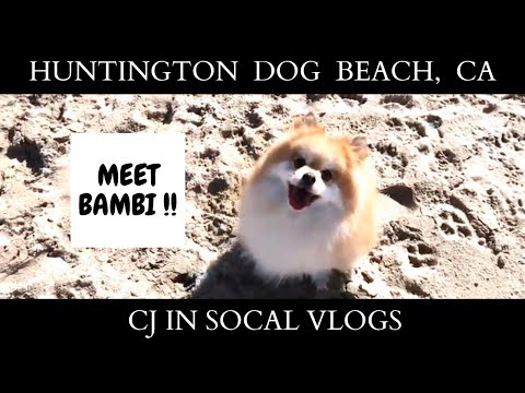 HUNTINGTON DOG BEACH, CA | Meet My Pomeranian | CJ in SoCal VLOGs