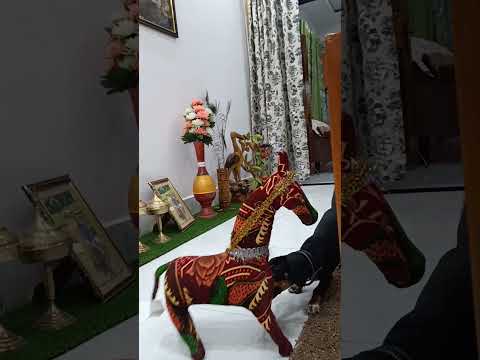 Luna playing with horse #puppy #luna #dachshundpuppy
