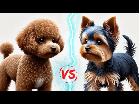 Toy Poodle vs. Yorkshire Terrier: Comparison