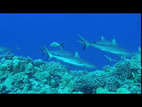 Plongez avec les requins pointe noire
