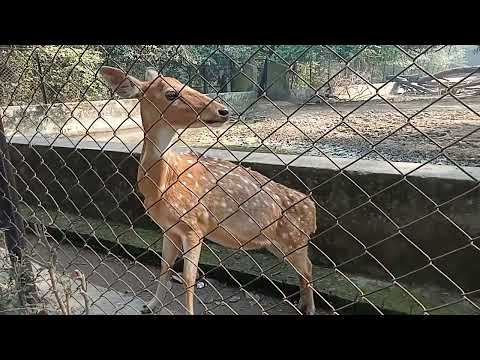 Baby deer| looking beautiful | Patna zoo|