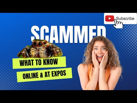 What to Know When Buying Jumping Spiders Online or at Reptile Expos [DON'T GET SCAMMED]