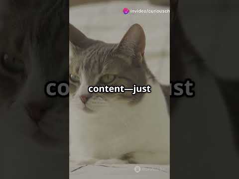 Cat tail talk decoded! 😻 Happy, scared, playful? Find out! #CatLanguage #Shorts #PetTips #PetLovers