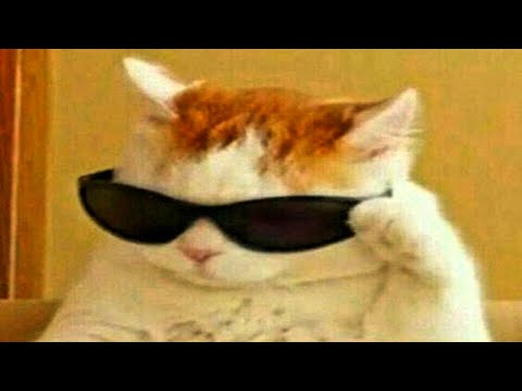 proof cats rule the world | compilation