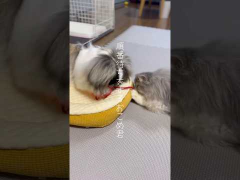 おもちゃの順番待ちをするおこめ君ver.2