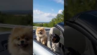 🐶🐱 Dogs and Cats on a Joyful Drive! Adorable Pet Road Trip Under the Blue Sky 🚗☀️ #puppy #doglife