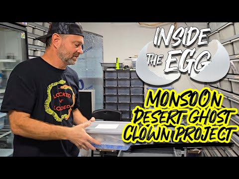 Monsoon Desert Ghost Clown Project | Inside the Egg 4
