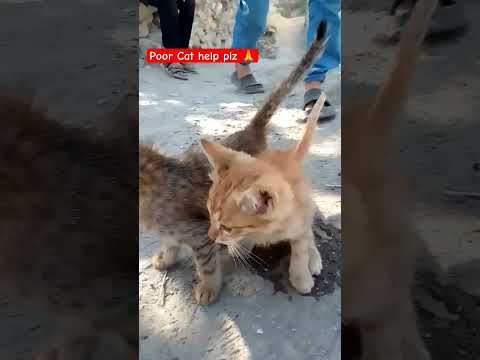 I have two or More cats in my village. #shortvedio. #cats #viralshort #100Mviewers #1MSubscribers