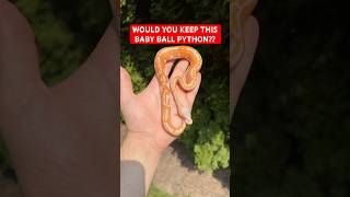 Would you KEEP This Baby Ball Python!?