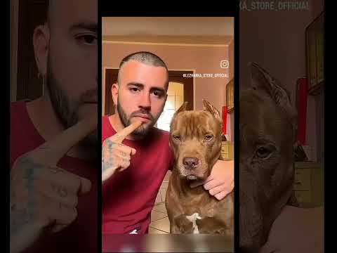 Pitbull vs Chihuahua