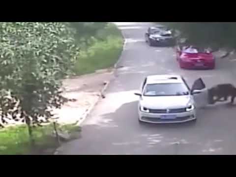 衝撃映像！　人がライオンに連れ去られる瞬間‼︎　(人間　ライオン　動物　中国　チャイナ　China　サファリパーク　衝撃動画　衝撃映像　面白動画　時事ネタ　ニュース　トレンド　バズり)#488