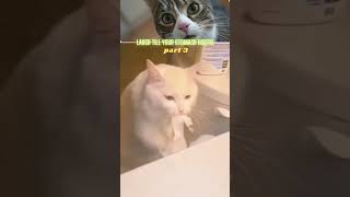 Laugh Till Your Stomach Hurts! Funniest Videos - Part 3