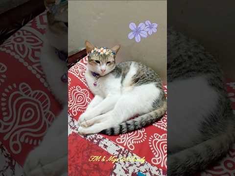 Pretty little baby, I'm so in love with you 💕💕 Sushi 💕💕 #shorts #cute #cat