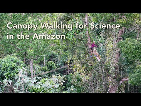 Canopy Walking for Science in the Amazon