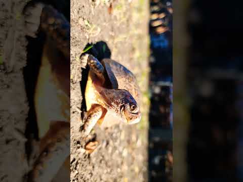 turtle #fypシ゚viral #viral #fyp
