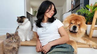 What it’s like to live with a Chow Chow and Two Cats (Day in the life)