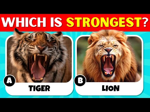 Bigger, Faster, Stronger Showdown! | Fun Comparison Quiz for Children | Match & Learn