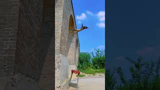 Watch this dog’s incredible jump #doglover #pets #love