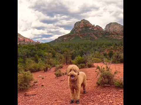 Happy Dog! #happy #dog #viral #short