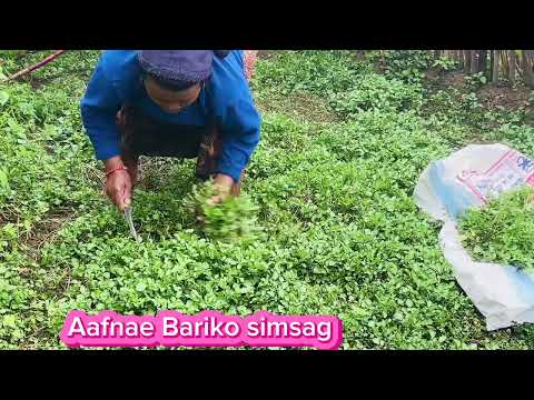 अर्गानिक सिमसाग /खोलेसाग# आफ्नै बारिको#organic #shorts #villagelife #village #watercress #❤️🫶