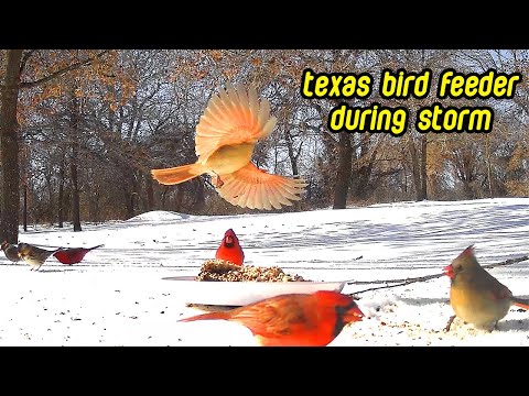 Texas Bird Feeder During Winter Storms  | 40 Minutes Of Birdwatching Including RARE Cardinal