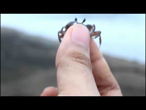 Kepiting BangsaAddDDD !!!