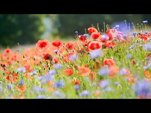 Happy Music | Cinematic Music | Summer Nature