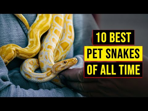 Top 10 Snakes You Can Have As Pet