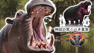 なぜカバはピンクの汗をかくのか？ | 動物ドキュメンタリー
