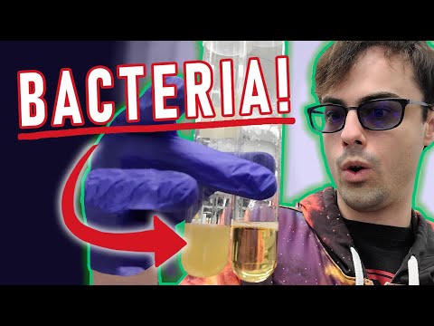 Universal Vaccine Research - Culturing Bacteria and Infiltrating Plants