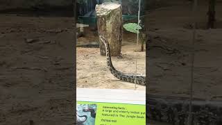 #zoo#fun#unique#python#reels