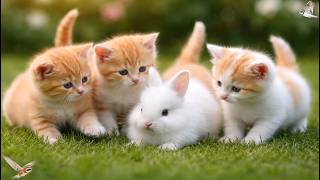 🌿 Cute Kittens Playing Outdoors 🐾 | Calm Cat Video with Soft Purring Sounds