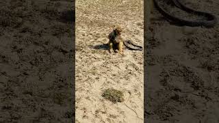 Me learning 1st time python *!!________ #funny #comedy #Coding #entertainment #trending