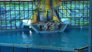 Dolphin show 1