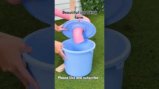 Make Beautiful Strawberry Farm#sorts #sortssorts #viral #sorts