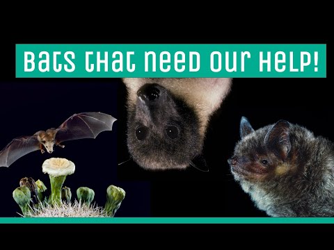 Bats That Need our Help & How You Can Help Them This World Nature Conservation Day!