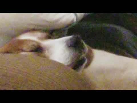 Singing beagle