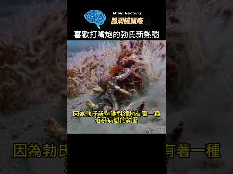 喜歡打嘴砲的勃氏新热鳚，海底的吵架高手#萌宠 #top10#魚類#海底世界#世界之最 #冷知识 #脑洞大开 #动物世界 #地球之最